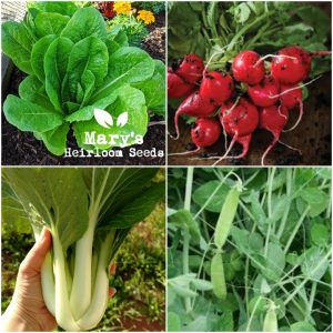 Marys Herbst 4-Pack