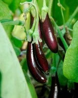 Kleine Finger Aubergine