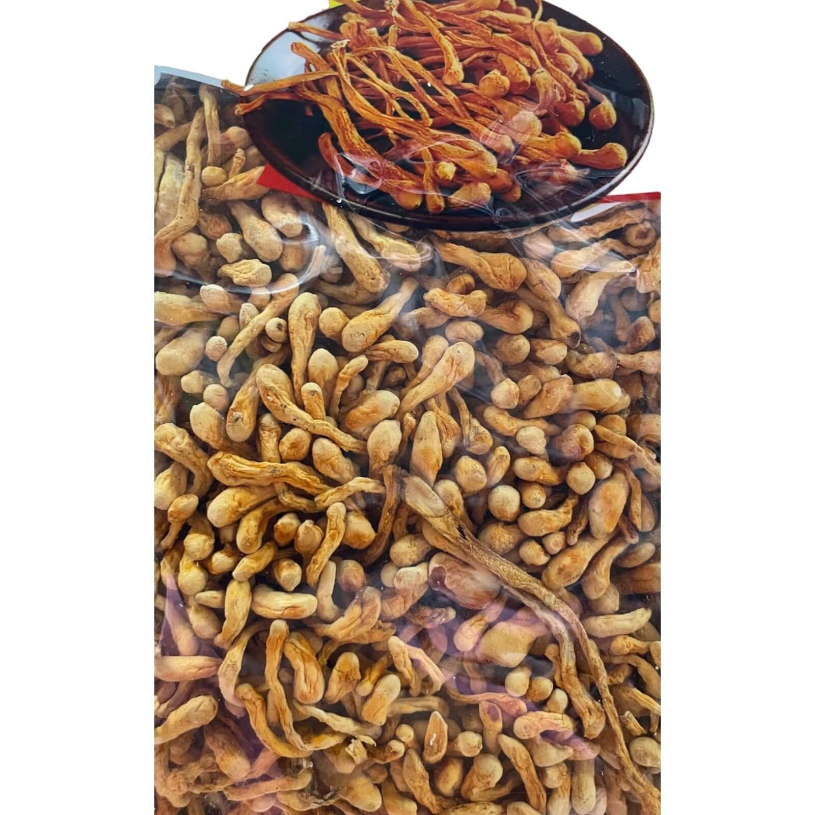 Getrockneter Cordyceps Pilz