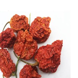 Trinidad Scorpion Butch t Hülsen