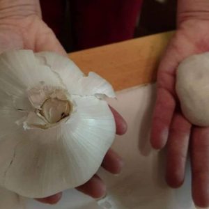 Elefant Knoblauch