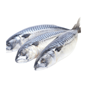 Makrele Fischtitus – köstlich & nahrhafte Meeresfrüchte begeistern