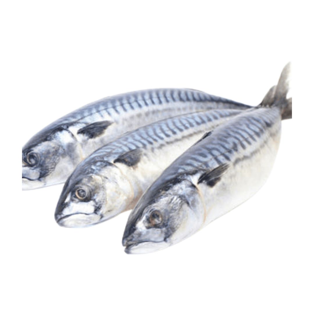 Makrelenfisch Titus – Delicious & Nutritious Seafood Delight