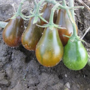 Schokoladenbirne Tomate