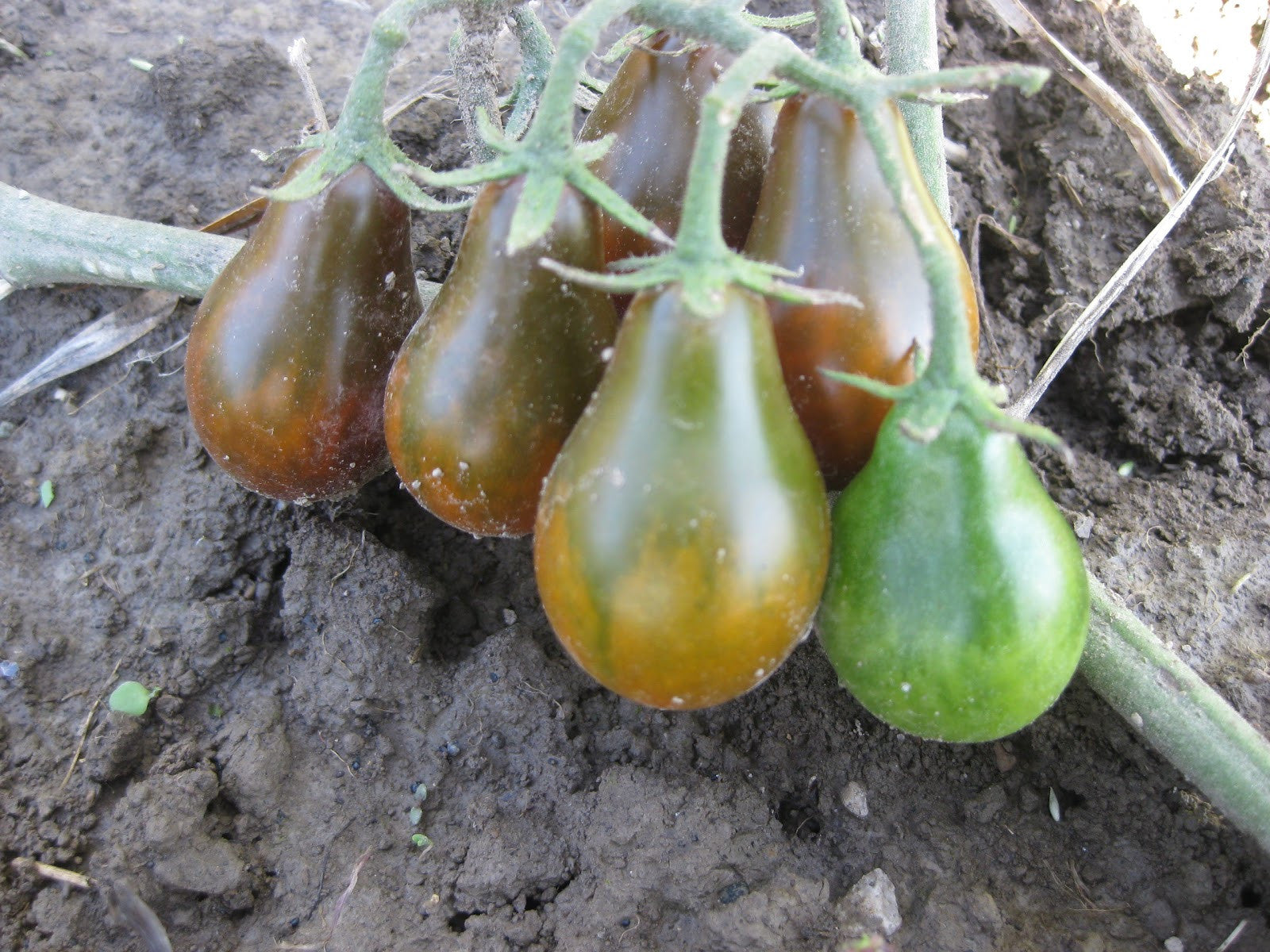 Schokolade Birne Tomate