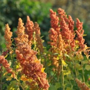 hellste brillante Quinoa