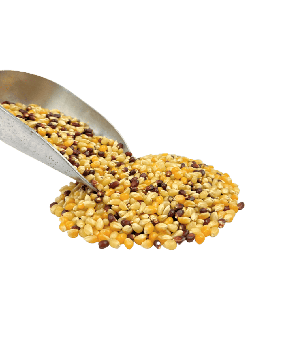Popcorn, Tri-Color, Bio
