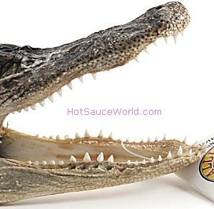 6′′ echte Alligator Kopf nur Umsatz