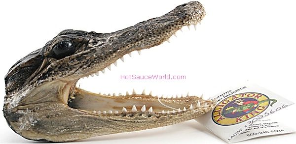 6 "Real Alligator Head USA Verkauf nur
