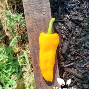 Datil Pfeffer