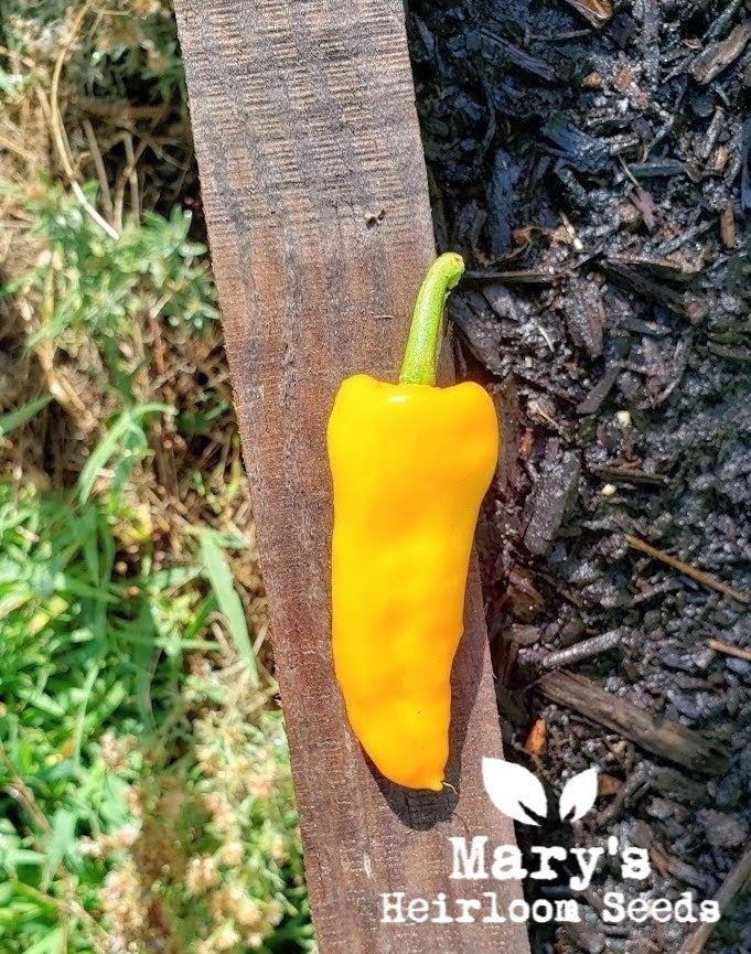 Datil Pfeffer
