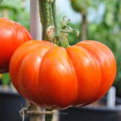 Cuostralee Tomate