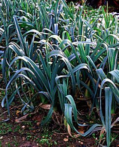 Blauer Lauch
