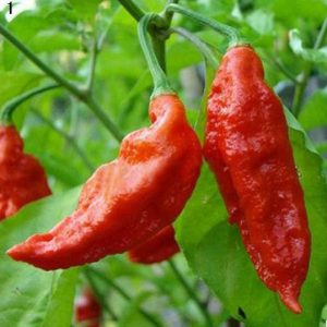 Bhut Jolokia Ghost Pfeffer