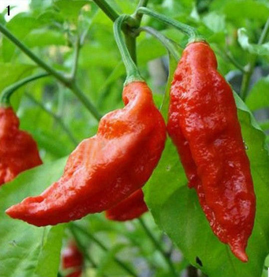 Bhut Jolokia Geisterpfeffer