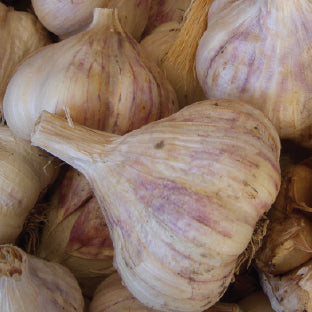 Inchelium Rot Seed Knoblauch