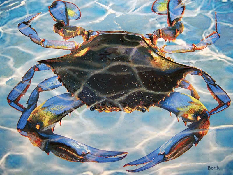 Blau Crab Bay Puzzle – Das blaue Crab Bay Puzzle