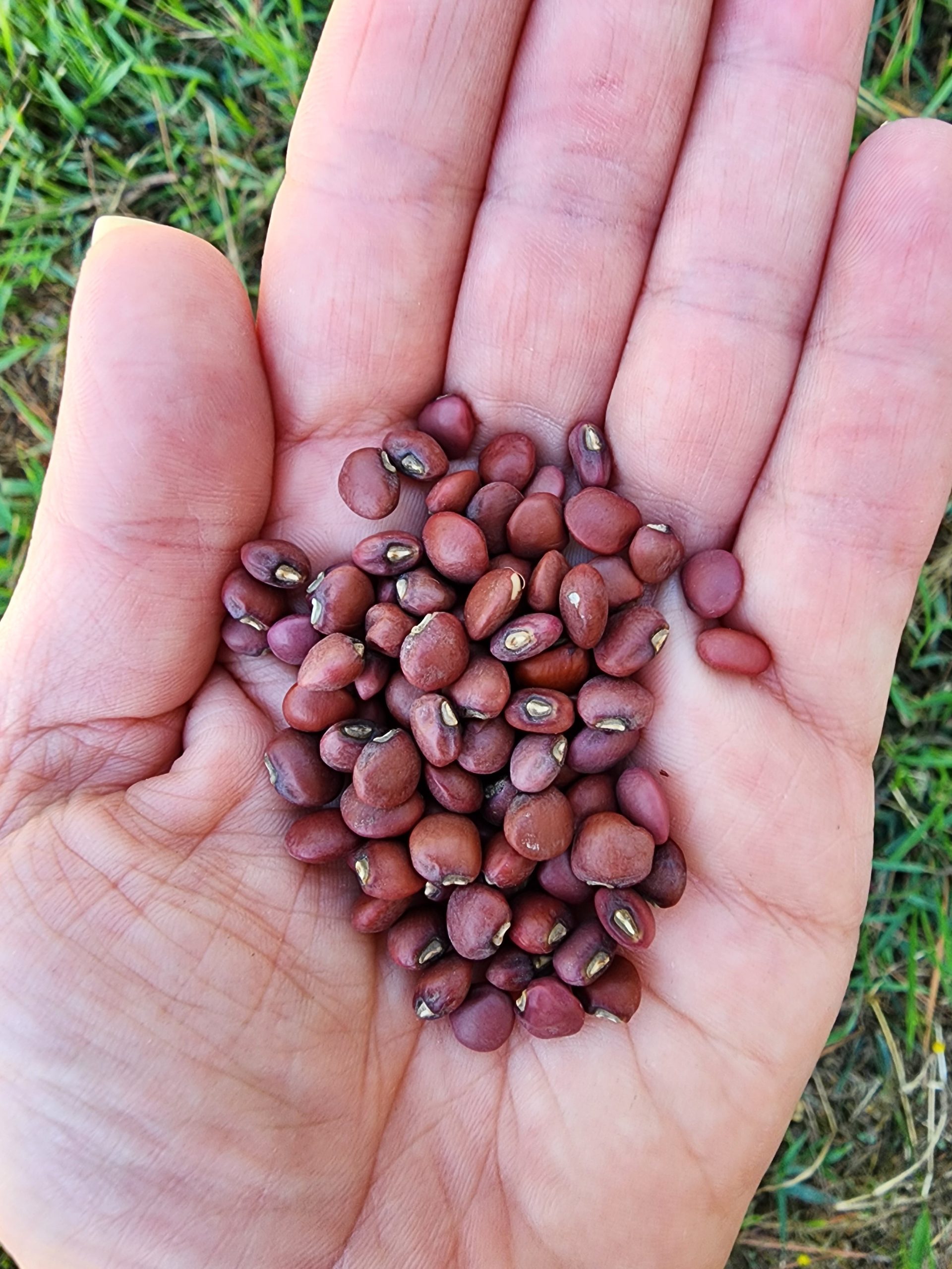 Große rote Ripper (Mandy) Southern Pea