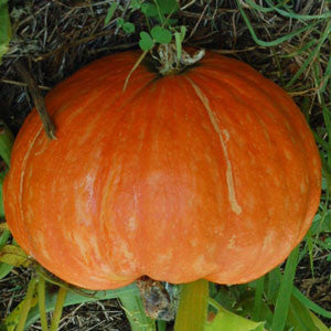 Hopi Orange