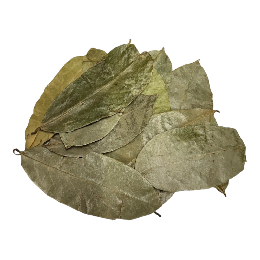 Soursop (Graviola) Blatt