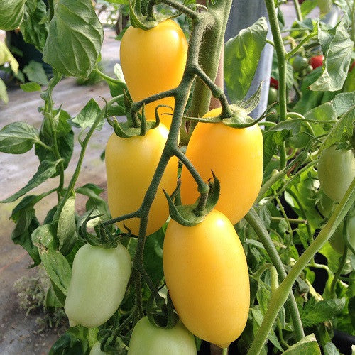 Sahnewurst Tomate