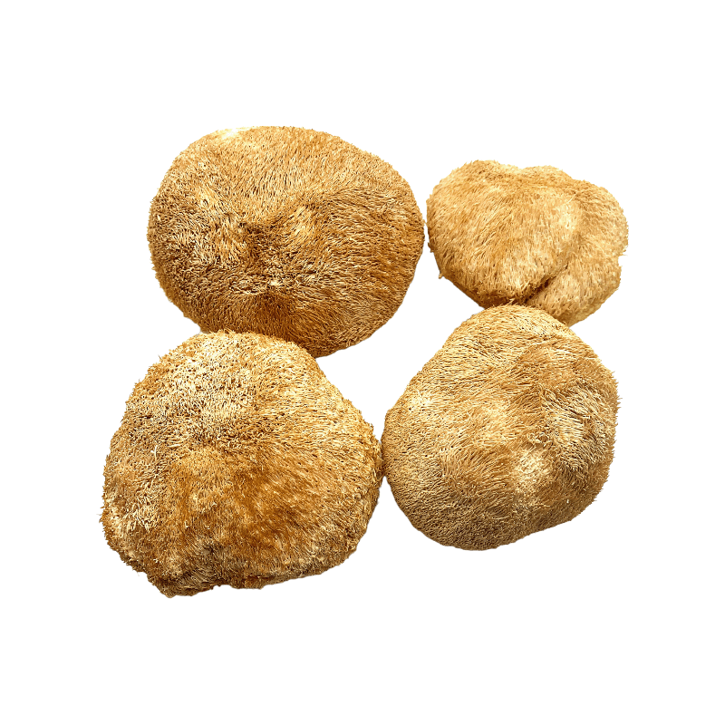 Löwenmähne Pilze (Hericium Erinaceus)