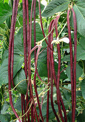 Chinesische rote Nudelbohne