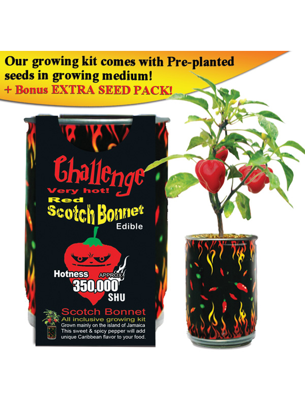 Herausforderung Rot Scotch Bonnet Pfeffer Pflanze