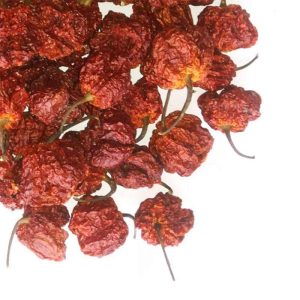 Moruga-Skorpion-Poden (trinidad moruga-skorpion)
