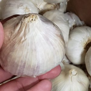Lila italienischen Samen Knoblauch