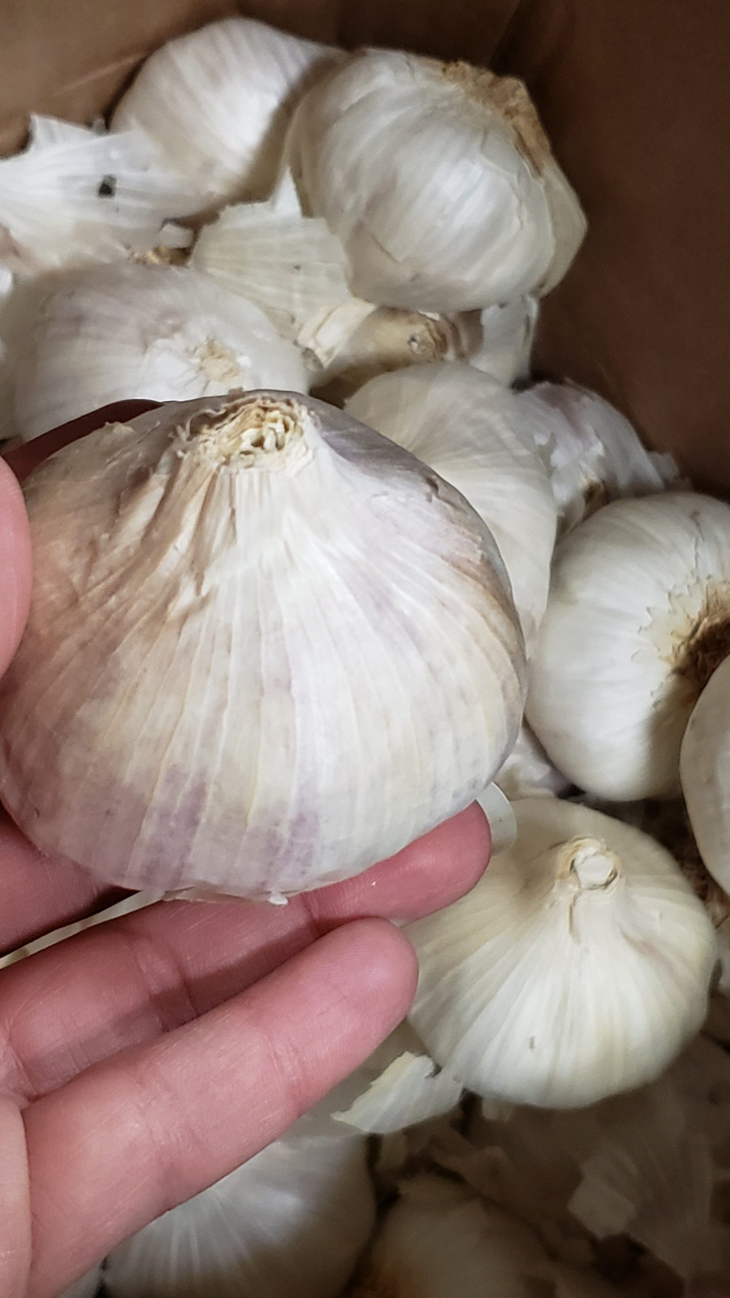 Lila Italienischer Samen Knoblauch