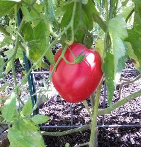 Cour Di Bue Tomate
