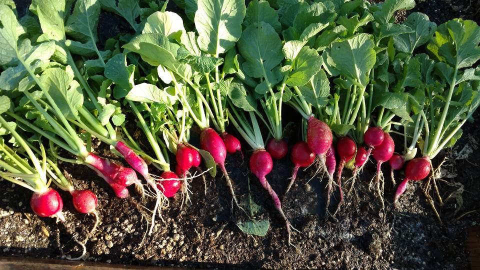 Keto Garden Packung – Herbstgarten