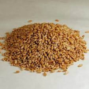 BULK EB Bio-Körner Harter roter Frühlingsweizen, 26 lbs