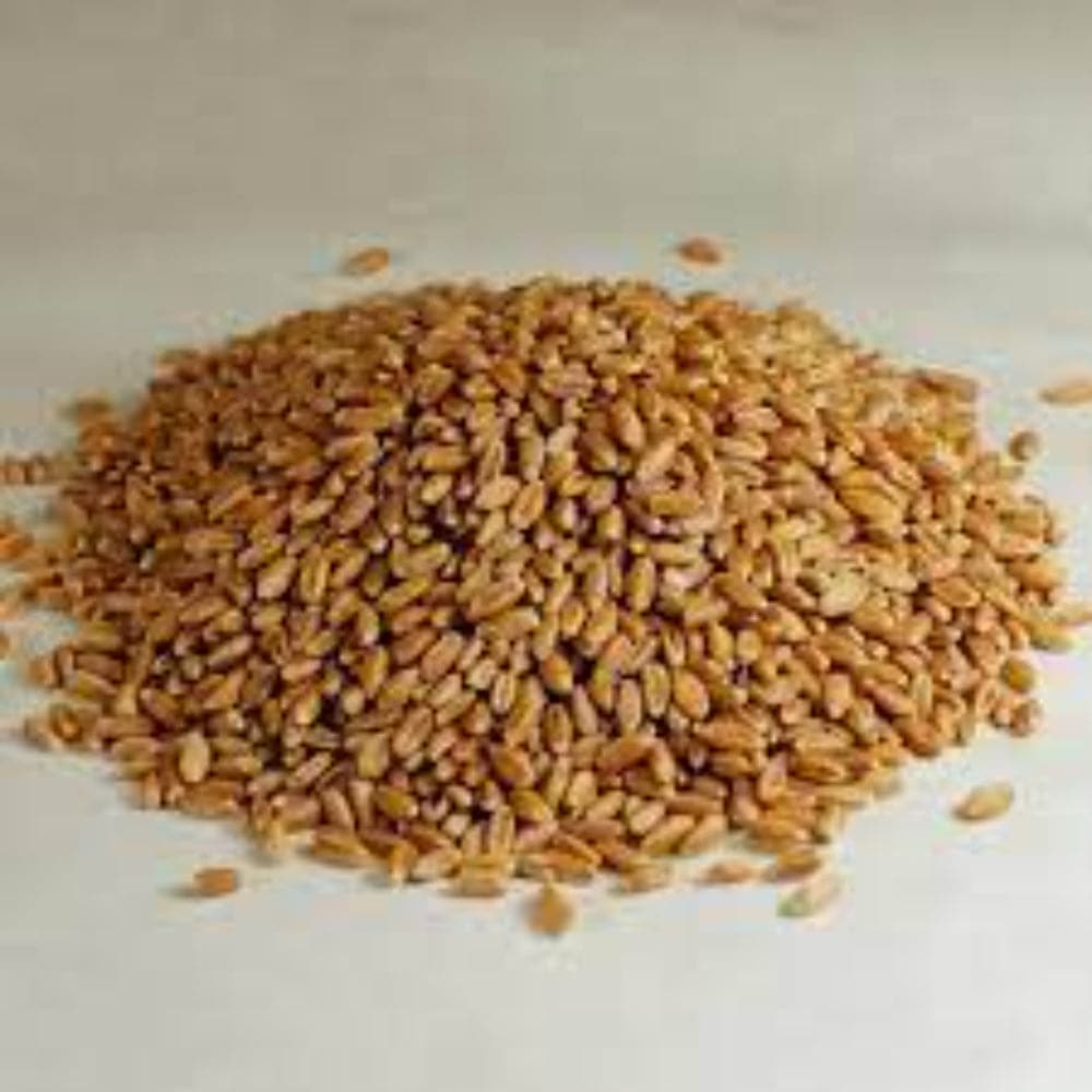 BULK EB – Organische Körner Harter Roter Frühlingsweizen, 26 Lbs