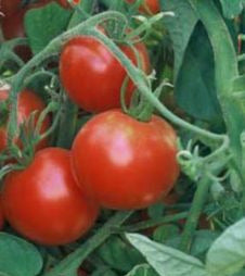 Glacier Tomaten