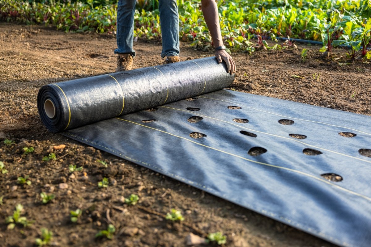 Quick-Plant-Gewebe — Weed Barrier