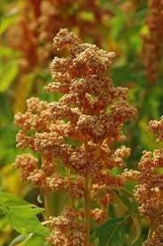 Französische Vanille Quinoa