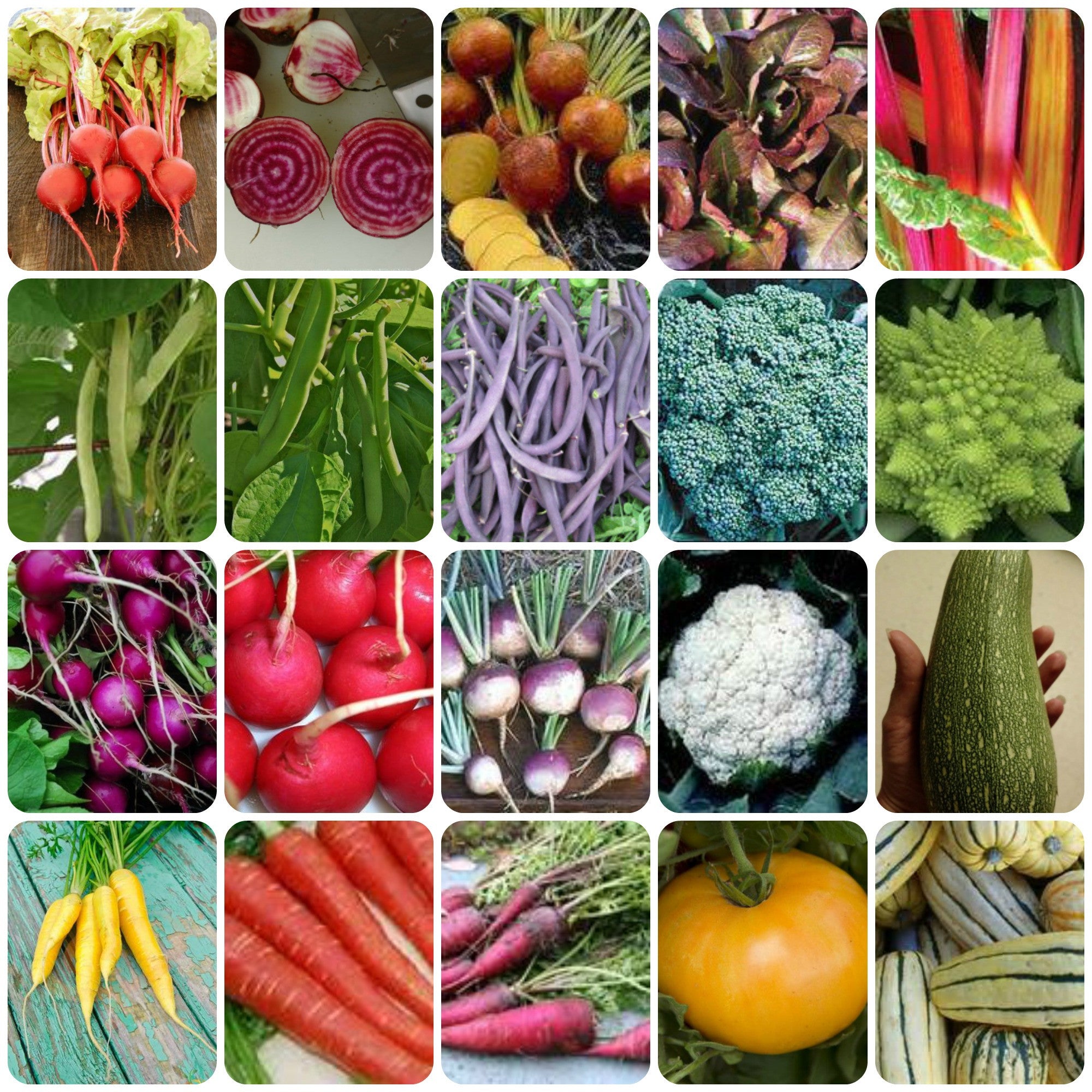 Rainbow Garden Seed Combo Packung