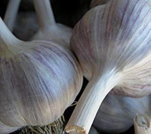 Spanischer Roja-Samen Knoblauch