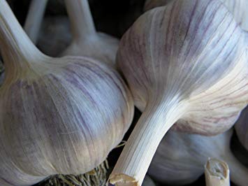 Spanischer Roja Samen Knoblauch