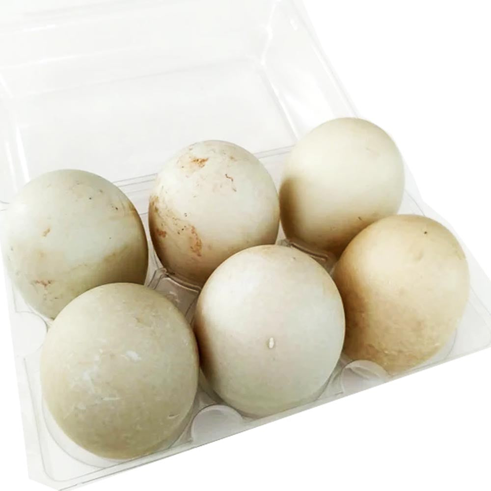 Balut – Inkubiertes Entenei 14-21 Tage (UNCOOKED) – 6 Eier