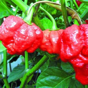 Trinidad Scorpion Pfeffer