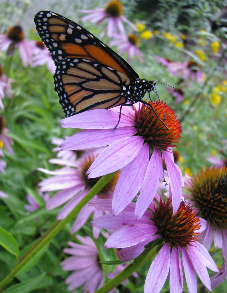 BULK Schmetterling Garten Mischung