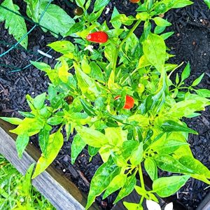 Thai Paprika