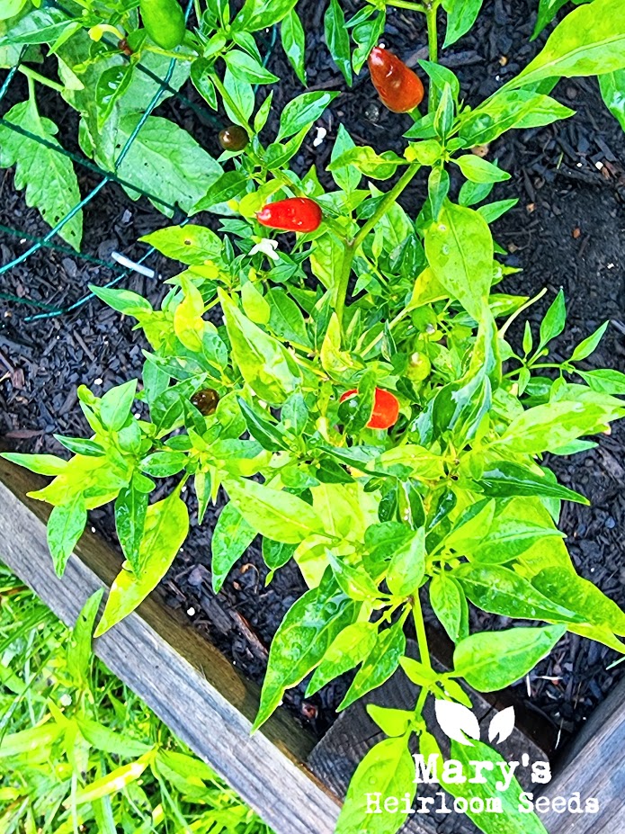 Thai Hot Pfeffer