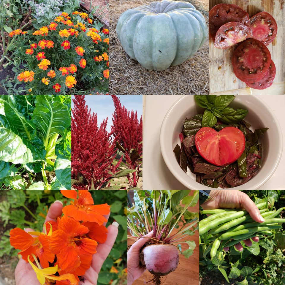 Homestead Seed Sammlung