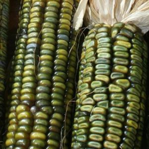 Oaxacan Grüner Mais