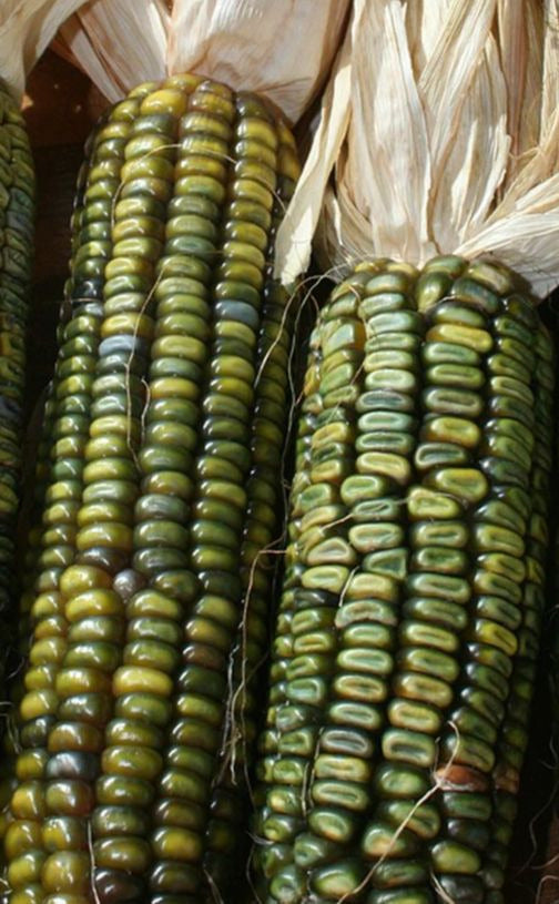 Oaxacan Grün Mais