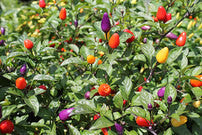 Chinesische 5 Farbe Pfeffer